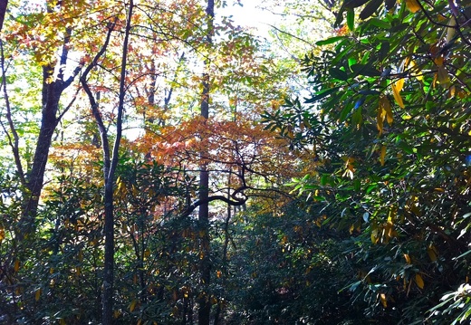 Lower Mt. Cammerer